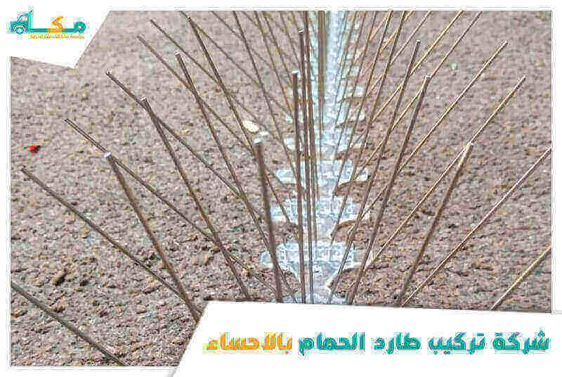 شركة تركيب طارد الحمام بالاحساء الأرخص عام ٢٠٢٥ مكة لمكافحة الطيور