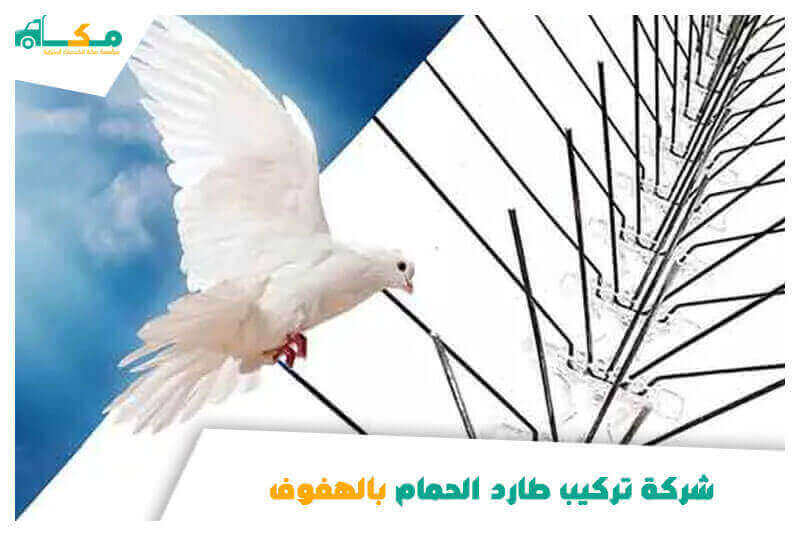 شركة مكافحة حشرات بالهفوف الأرخص عام ٢٠٢٦