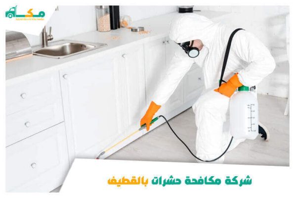 شركة مكافحة حشرات بالقطيف الارخص عام ٢٠٢٦