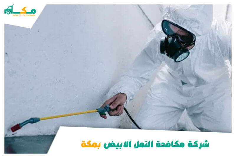 شركة مكافحة النمل الأبيض بمكة رخيصة