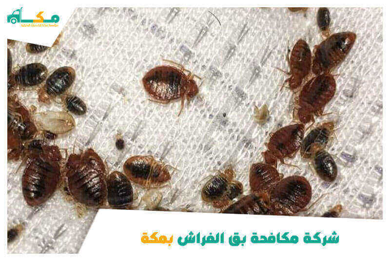 شركة مكافحة بق الفراش بمكة رخيصة
